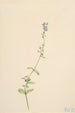 Véronique à feuilles de serpolet Veronica serpyllifolia - Mary Vaux Walcott — vista dell’opera