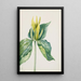 Trille d'Underwood - Mary Vaux Walcott — quadro incorniciato alla parete