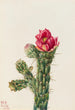Cholla Bâton de marche - Mary Vaux Walcott — Ansicht des Kunstwerks