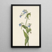 Mertensia paniculata - Mary Vaux Walcott — quadro incorniciato alla parete