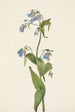 Mertensia paniculata - Mary Vaux Walcott — vista dell’opera