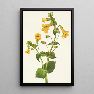 Mary Vaux Walcott - Western Monkeyflower Mimulus guttatus.webp
