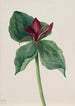 Blumen des Nachtfalters - Mary Vaux Walcott — Ansicht des Kunstwerks