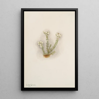 Mary Vaux Walcott - White Heather Phyllodoce grandiflora.webp