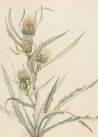 Mary Vaux Walcott - White Thistle.webp