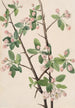 Pommier sauvage Malus coronaria - Mary Vaux Walcott — vista dell’opera