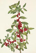 Yaupon Ilex vomitoria - Mary Vaux Walcott — Ansicht des Kunstwerks