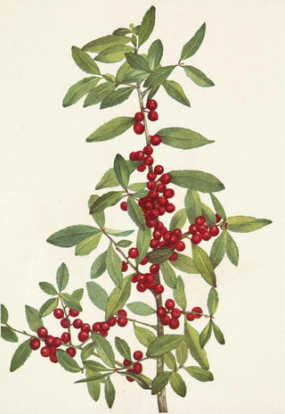 Mary Vaux Walcott - Yaupon Ilex vomitoria.webp