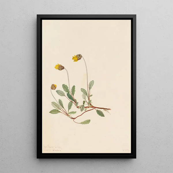 Mary Vaux Walcott - Yellow Dryad Dryas drummondii.webp
