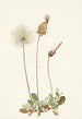 Fruit de dryade jaune Dryas drummondii - Mary Vaux Walcott — vista dell’opera