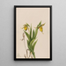 Sabot de Vénus jaune Cypripedium parviflorum - Mary Vaux Walcott — framed artwork on a wall