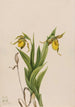 Sabot de Vénus jaune Cypripedium parviflorum - Mary Vaux Walcott — artwork view