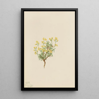 Mary Vaux Walcott - Yellow Willow Grass.webp