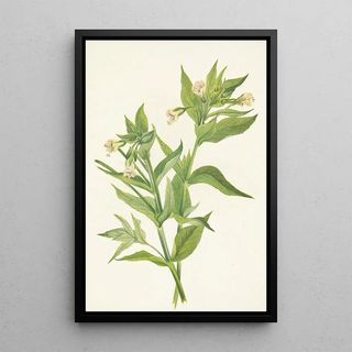 Mary Vaux Walcott - Yellow Willowweed Epilobium lutem (Case Conflict).webp