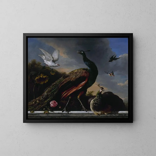 Pavoni maschio e femmina - Melchior d'Hondecoeter — quadro incorniciato alla parete