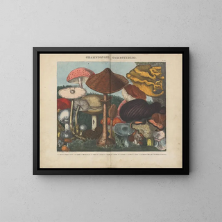 Michel Etienne Descourtilz - Atlas  Des champignons comestibles suspects et vnneux Pl03.webp