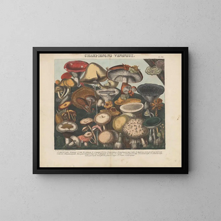 Michel Etienne Descourtilz - Atlas  Des champignons comestibles suspects et vnneux Pl08.webp