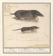 Mol Talpa europaea e toporagno Soricidae 1a Mol 2a aerde Muijs - Anselmus Botius de Boodt — vista dell’opera