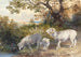Family of Sheep - Newton Limbird Smith Fielding — artwork view