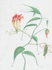 Lys grimpant Gloriosa superba - Nicolas Robert — Ansicht des Kunstwerks