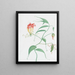 Lys grimpant Gloriosa superba - Nicolas Robert — gerahmtes Bild an der Wand