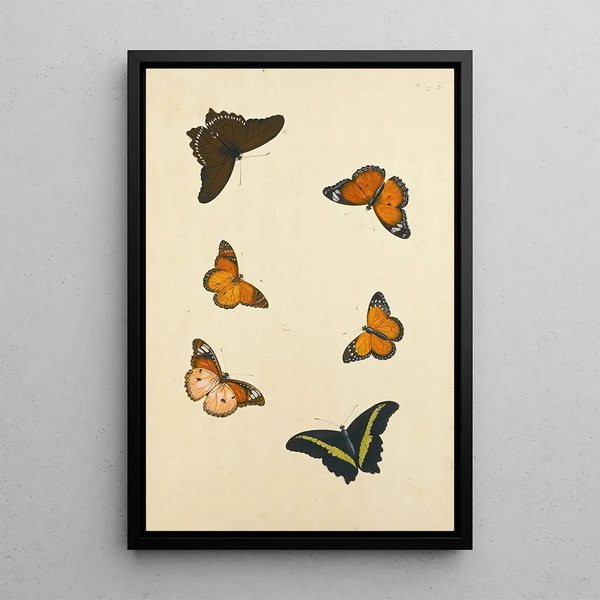 Nicolas Struyk - Studies Of Six Butterflies.webp