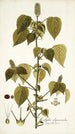 Acalypha alopecuroidea - Nikolaus Joseph Freiherr von Jacquin — vista dell’opera