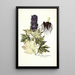 Aconitum tauricum - Nikolaus Joseph Freiherr von Jacquin — quadro incorniciato alla parete