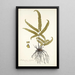 Adiantum striatum - Nikolaus Joseph Freiherr von Jacquin — gerahmtes Bild an der Wand