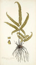 Adiantum striatum - Nikolaus Joseph Freiherr von Jacquin — Ansicht des Kunstwerks