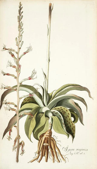 Nikolaus Joseph Freiherr von Jacquin - Agave virginica.webp