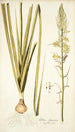 Albuca abyssinica - Nikolaus Joseph Freiherr von Jacquin — vista dell’opera