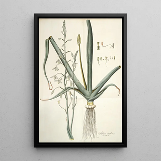 Nikolaus Joseph Freiherr von Jacquin - Albuca altissima.webp