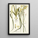Albuca aurea - Nikolaus Joseph Freiherr von Jacquin — quadro incorniciato alla parete