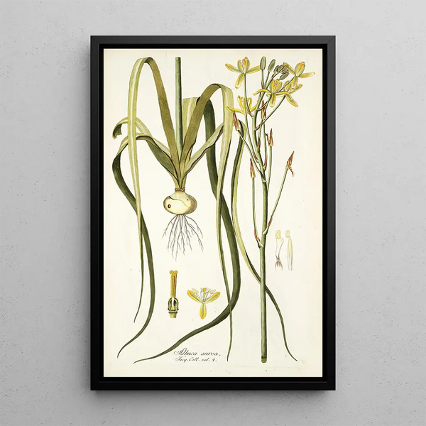 Nikolaus Joseph Freiherr von Jacquin - Albuca aurea.webp