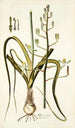 Albuca setosa - Nikolaus Joseph Freiherr von Jacquin — vista dell’opera