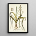 Albuca setosa - Nikolaus Joseph Freiherr von Jacquin — quadro incorniciato alla parete