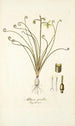 Albuca spiralis - Nikolaus Joseph Freiherr von Jacquin — vista dell’opera