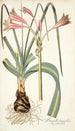 Amaryllis longifolia - Nikolaus Joseph Freiherr von Jacquin — Ansicht des Kunstwerks
