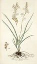 Anthericum bipedunculatum - Nikolaus Joseph Freiherr von Jacquin — Ansicht des Kunstwerks