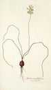 Anthericum filifolium - Nikolaus Joseph Freiherr von Jacquin — Ansicht des Kunstwerks