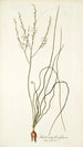 Anthericum flexifolium - Nikolaus Joseph Freiherr von Jacquin — vista dell’opera