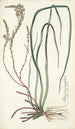 Anthericum longifolium - Nikolaus Joseph Freiherr von Jacquin — Ansicht des Kunstwerks