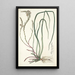 Anthericum longifolium - Nikolaus Joseph Freiherr von Jacquin — gerahmtes Bild an der Wand