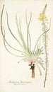 Anthericum longiscapum - Nikolaus Joseph Freiherr von Jacquin — Ansicht des Kunstwerks