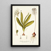 Anthericum physodes - Nikolaus Joseph Freiherr von Jacquin — quadro incorniciato alla parete