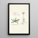 Anthericum pusillum - Nikolaus Joseph Freiherr von Jacquin — quadro incorniciato alla parete