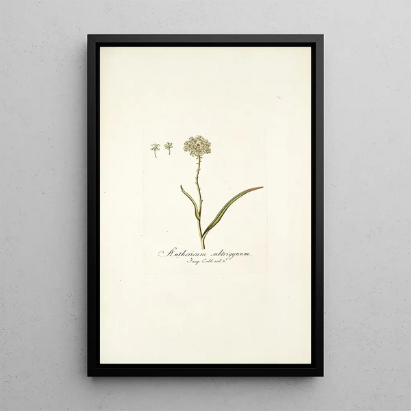 Nikolaus Joseph Freiherr von Jacquin - Anthericum subtrigynum.webp
