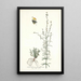 Antirrhinum parviflorum - Nikolaus Joseph Freiherr von Jacquin — quadro incorniciato alla parete