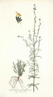 Antirrhinum parviflorum - Nikolaus Joseph Freiherr von Jacquin — vista dell’opera